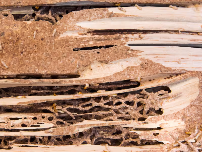 Signs You May Have a Termite Problem