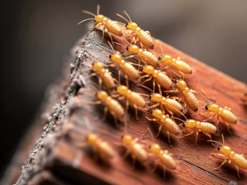 Subterranean Termites