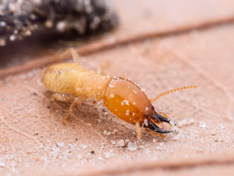 Why Termites Are a Problem in Vancouver