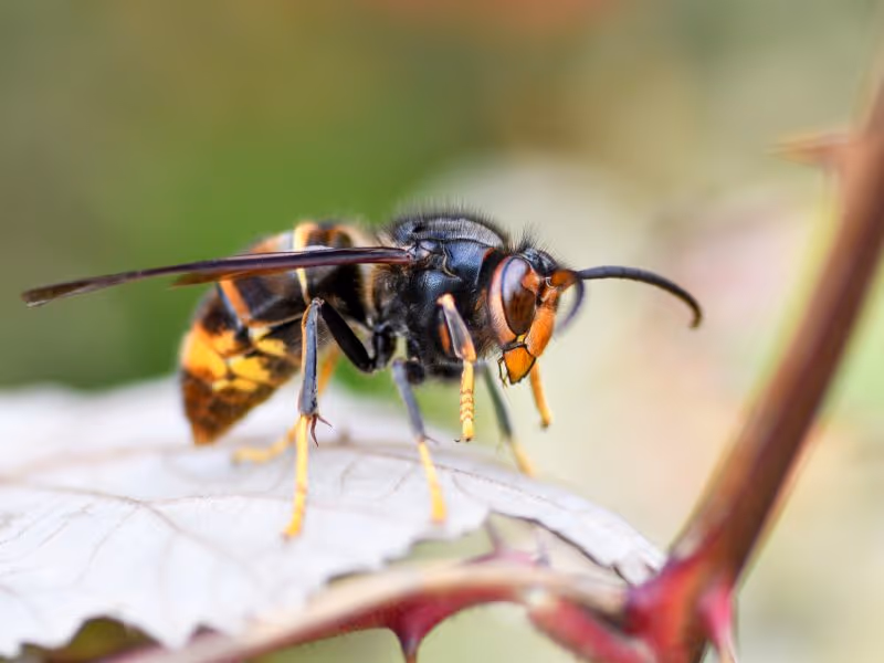 Bald-faced hornet close up — Vancouver wasp control