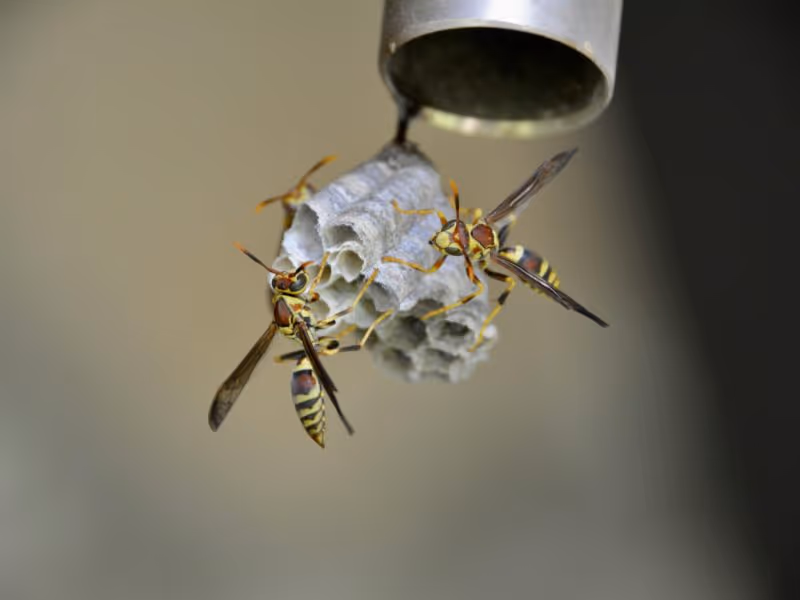 Paper wasps building umbrella-shaped nest — Vancouver wasp control
