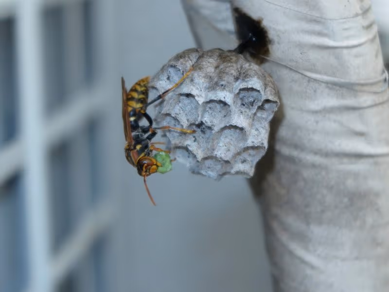 Wasp building a nest under roof eaves of a Vancouver home