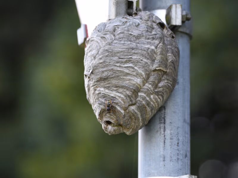 Large wasp nest attached to exterior wall Vancouver pest control removal