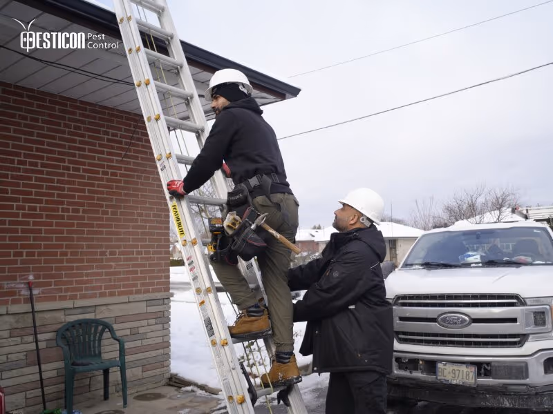 Pesticon technician removing wasp nest from roof Vancouver pest control service