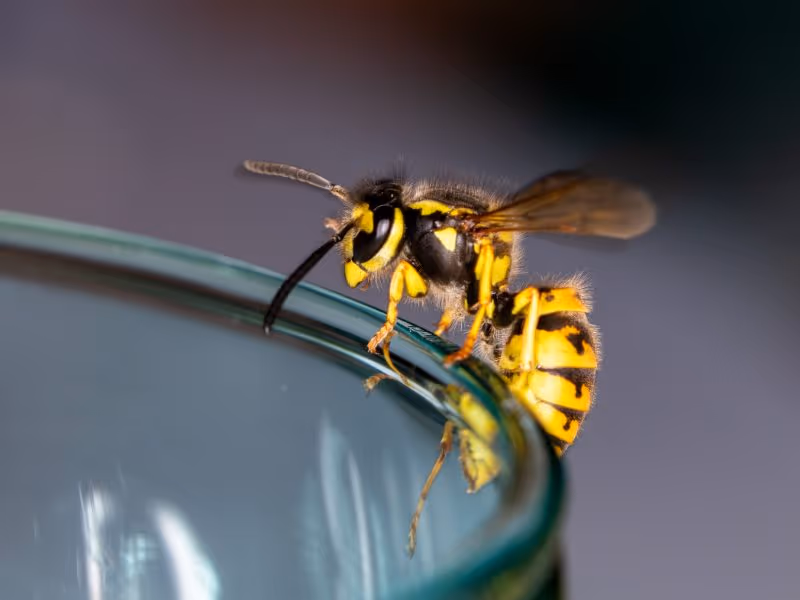 Yellow jacket wasp close up — Vancouver wasp control