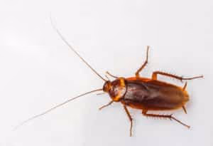 Eliminating a Cockroach 