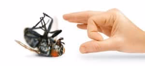  Pest Control Expert in Vancouver