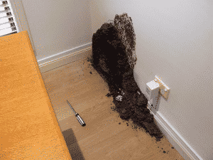 Avoiding termite infestation in Vancouver