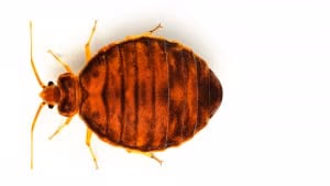 Why bugs keep coming back, hire a professional