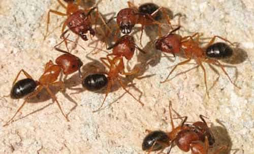 Dealing with Carpenter Ants