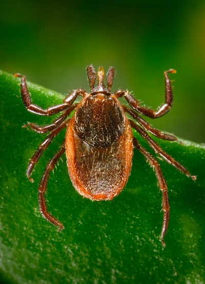 Bugs that cause Lyme disease