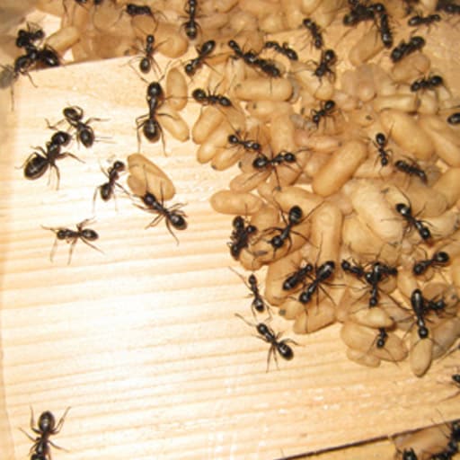 Ant Control Vancouver