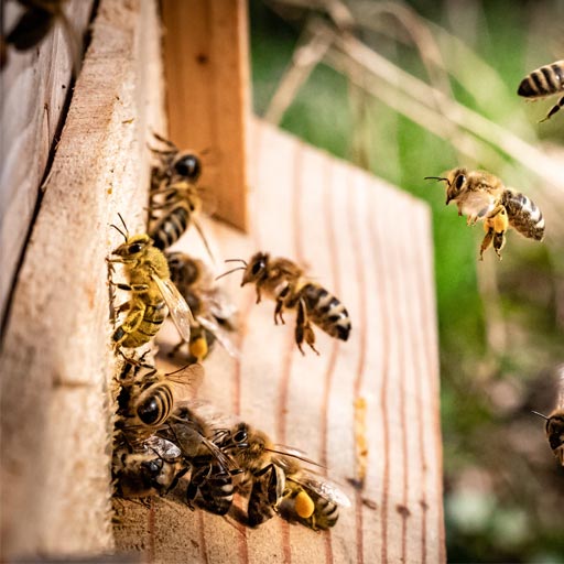 Bee Removal Vancouver