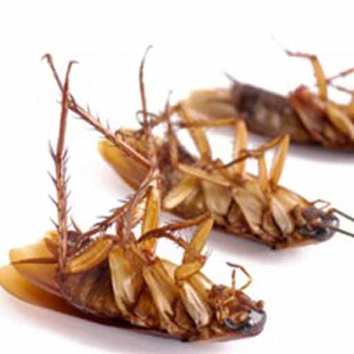 cockroach removal Vancouver