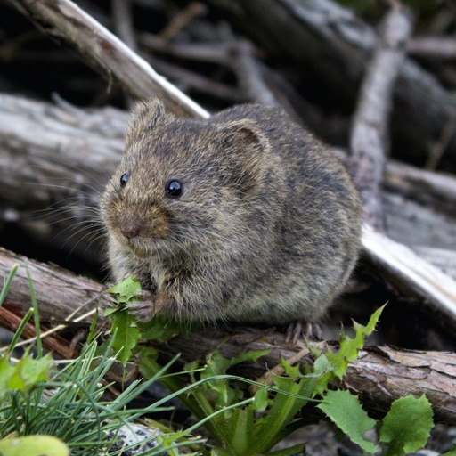 Mice Control Vancouver