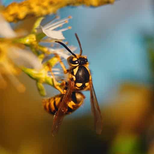 Wasp Control Vancouver