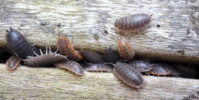 Basements and the bugs they can be home to.