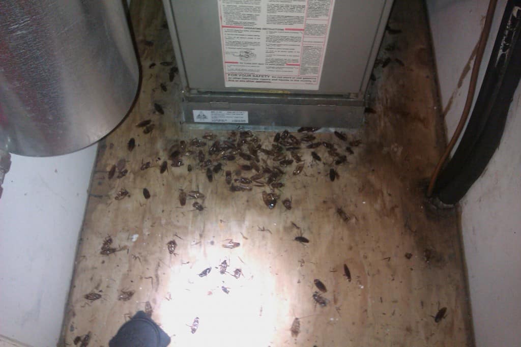 Basements and the bugs they can be home to