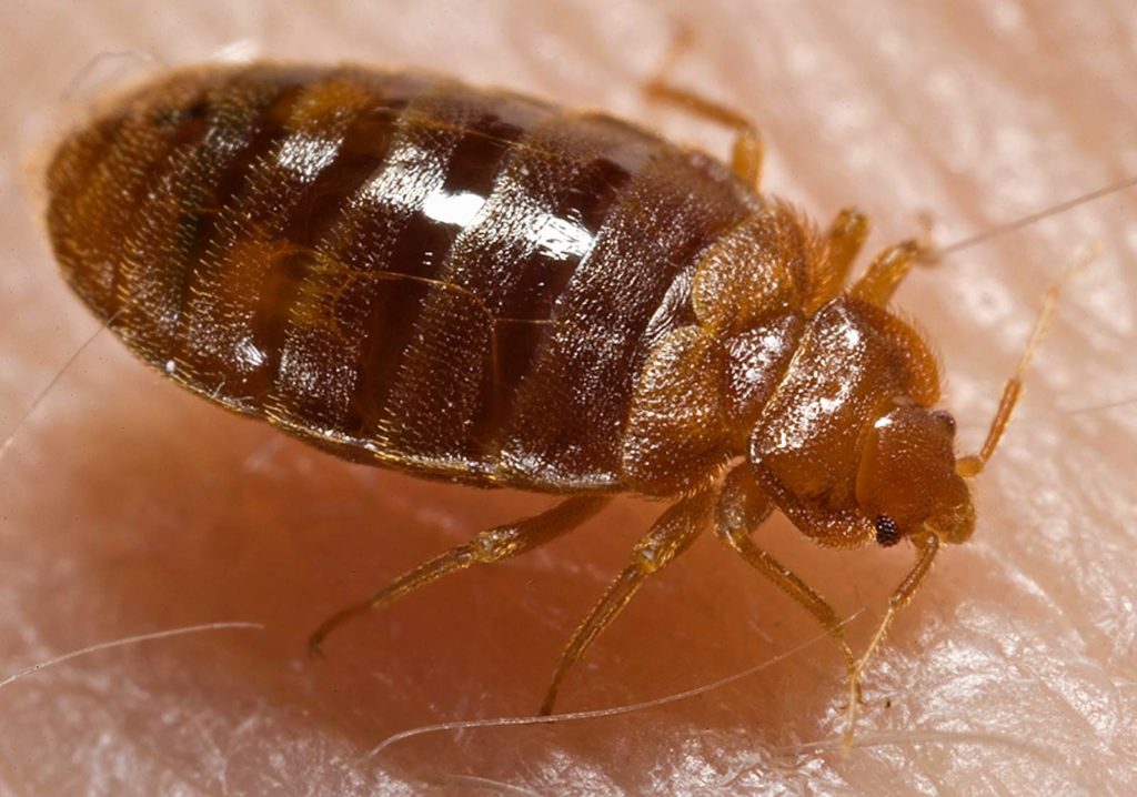 How to Keep Your Vancouver Home Free of Bed Bugs