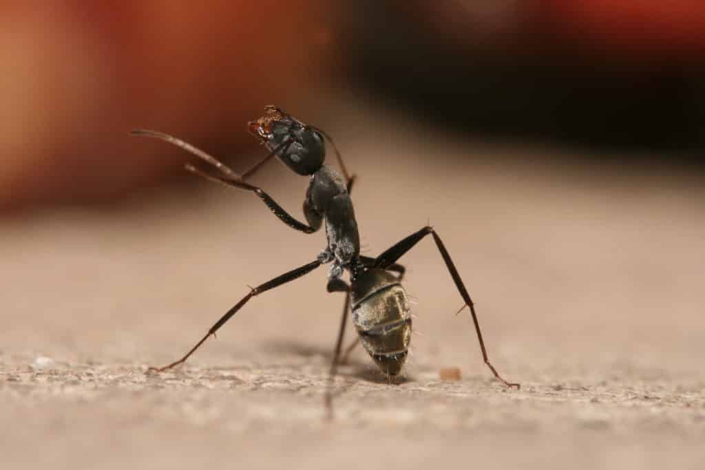 Dealing with Carpenter Ants