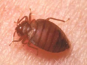 5 Signs that you may have bed bugs