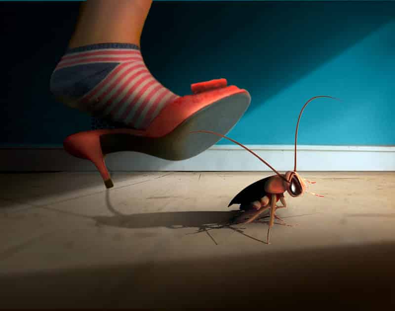 Eliminating a Cockroach infestation in your home