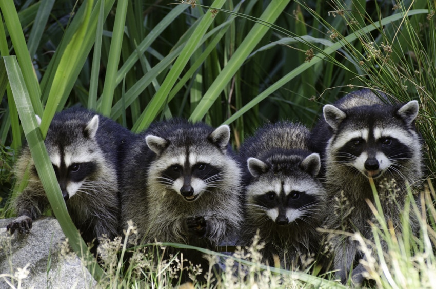How to deal with Raccoons and other outdoor wildlife