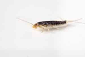 Removing silverfish from your home