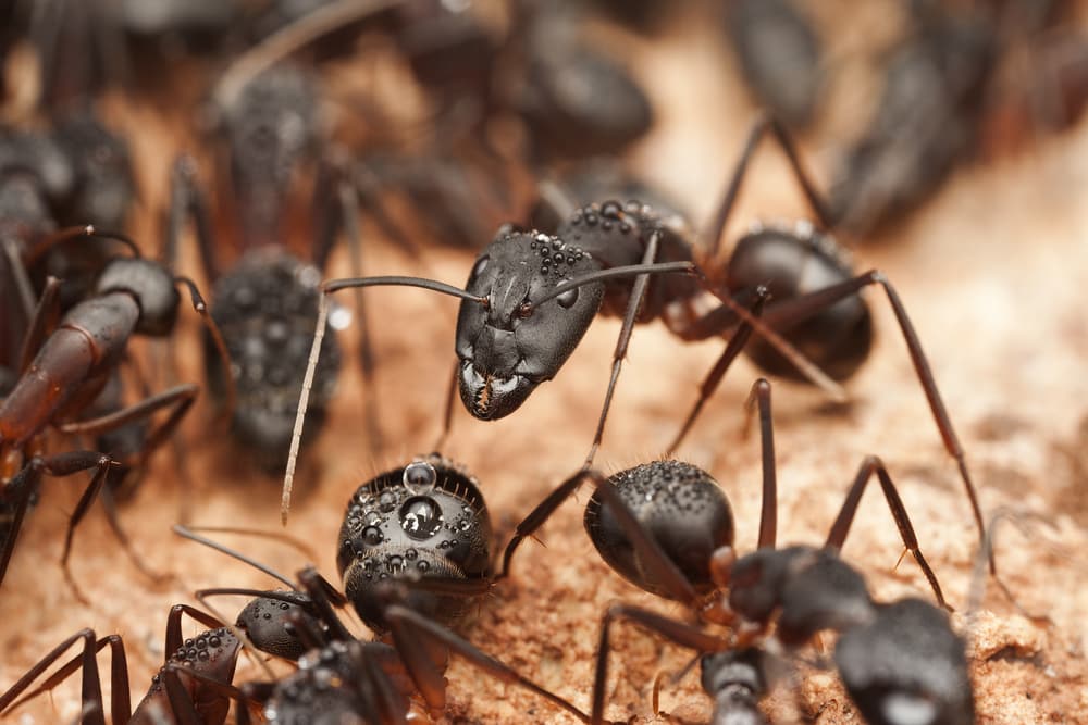 Ant Removal Vancouver Exterminator Services Pesticon Pest Control