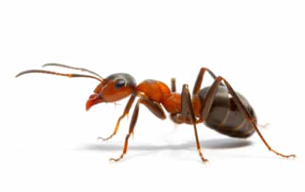 Why it is Vital to Control Your Ant Infestation Now