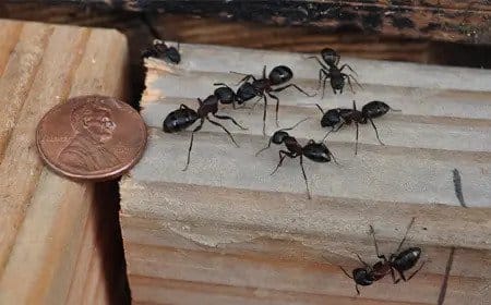 Carpenter Ant Removal Vancouver