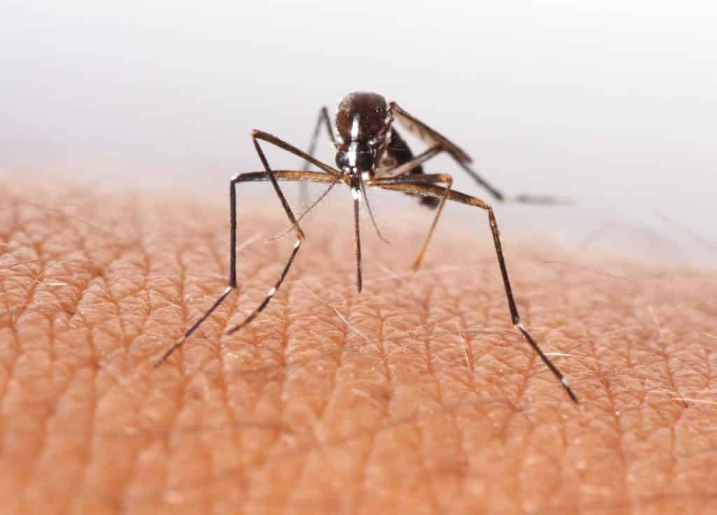 Keeping your Vancouver properties mosquito free