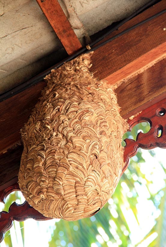How to detect a wasps nest in Vancouver