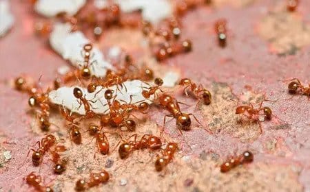Fire Ant Removal Vancouver