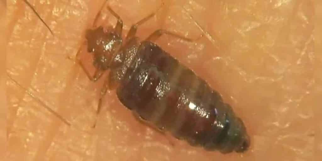 Bedbugs are hard to kill, here is why