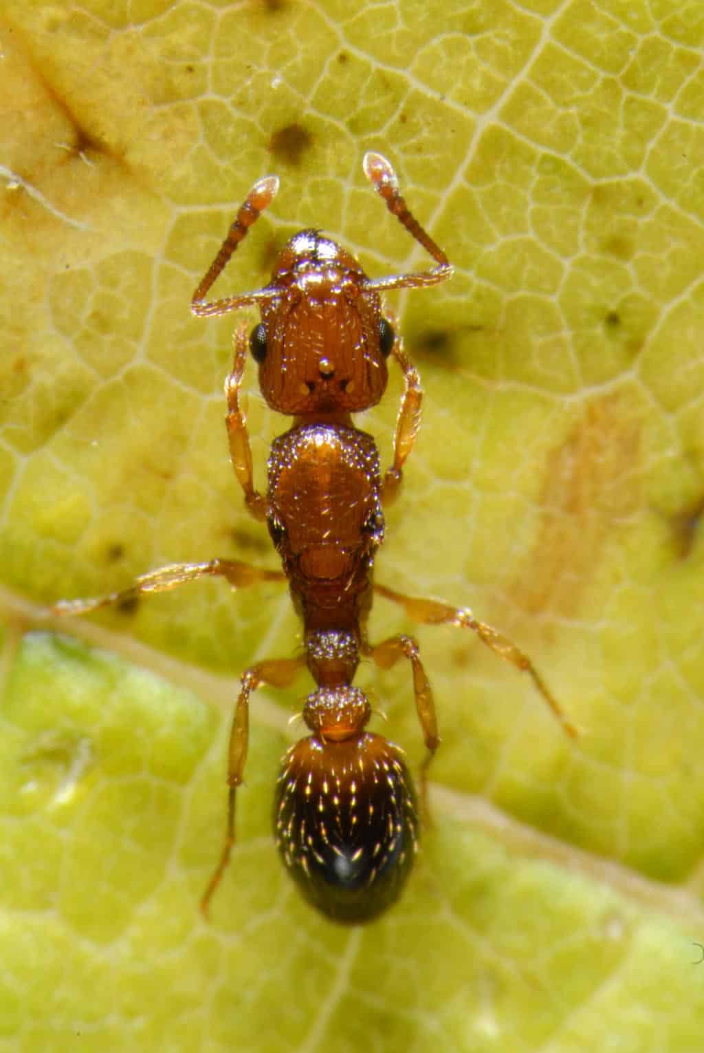 How to control pavement ants in Vancouver