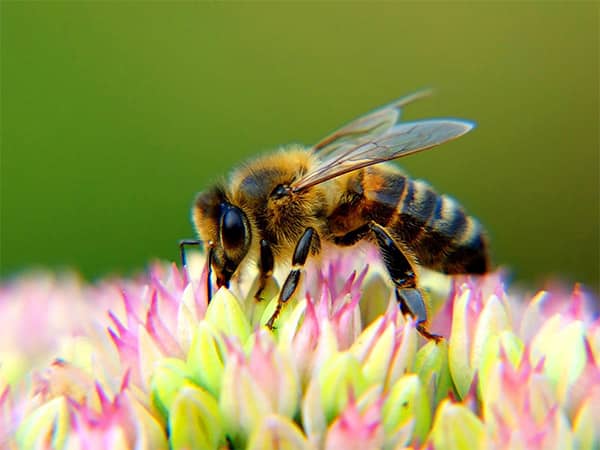 How to detect bee's in Vancouver