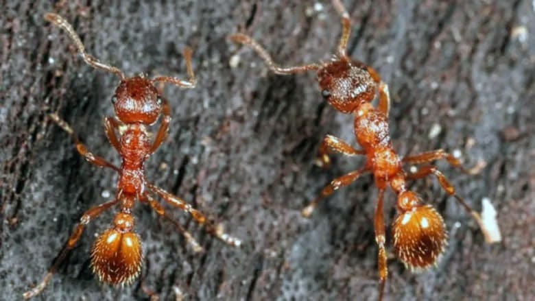 How to identify fire ants in Vancouver