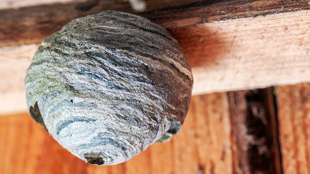 How to identify a hornets nest in vancouver