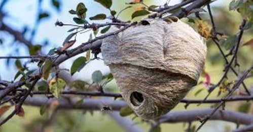 How to locate a hornets nest in Vancouver