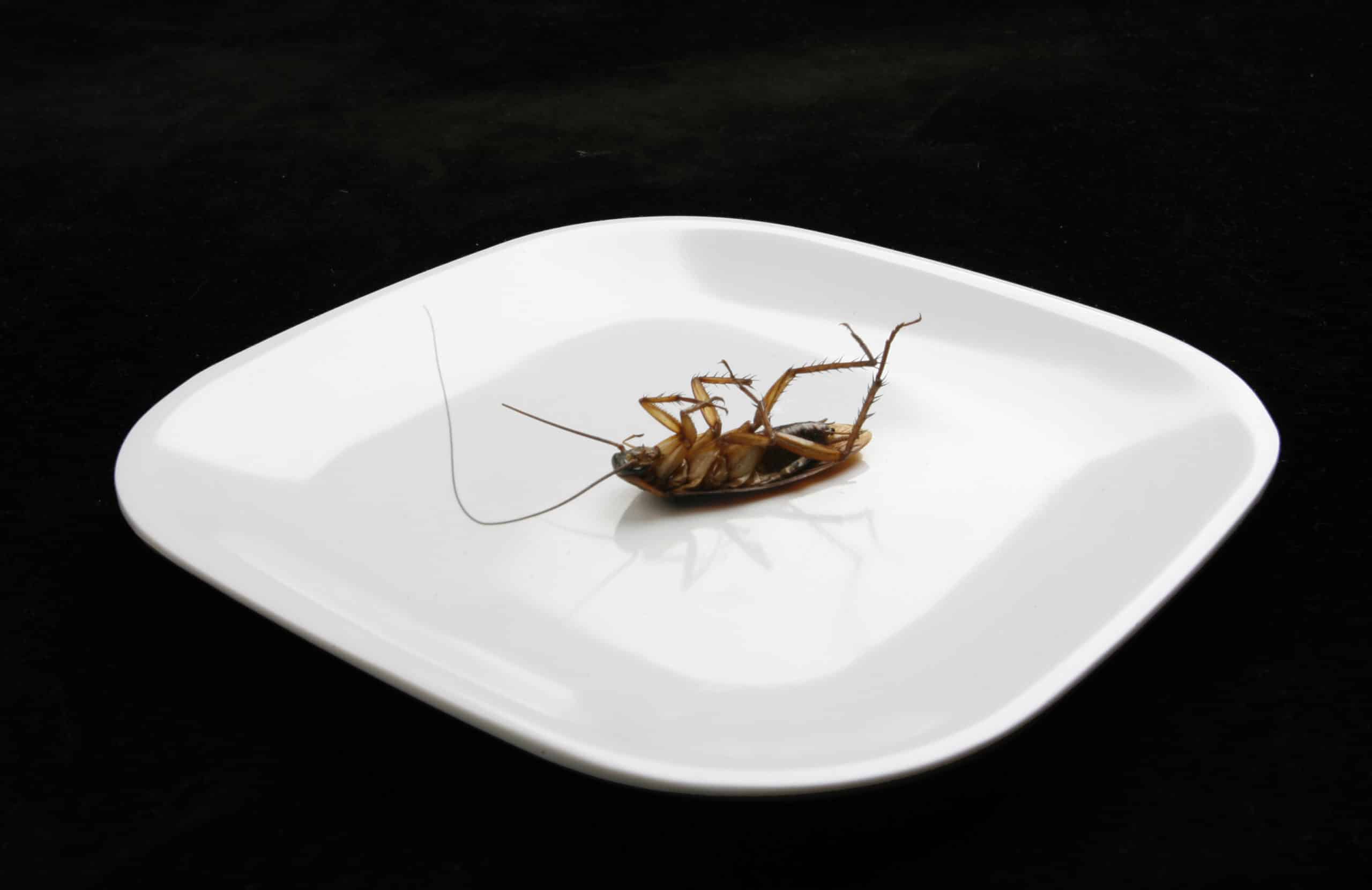 How to deal with pest infestations in a restaurant - hire the right professionals