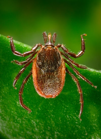 Bugs that cause Lyme disease