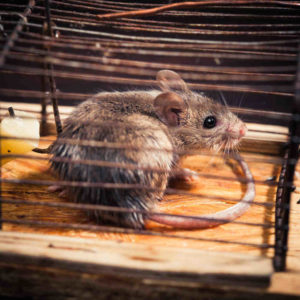 Hiring an expert to remove rodents from your Vancouver property