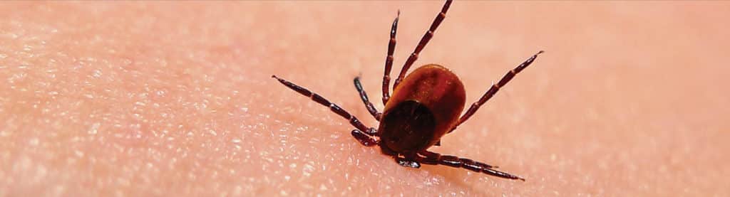 Bugs that cause Lyme disease