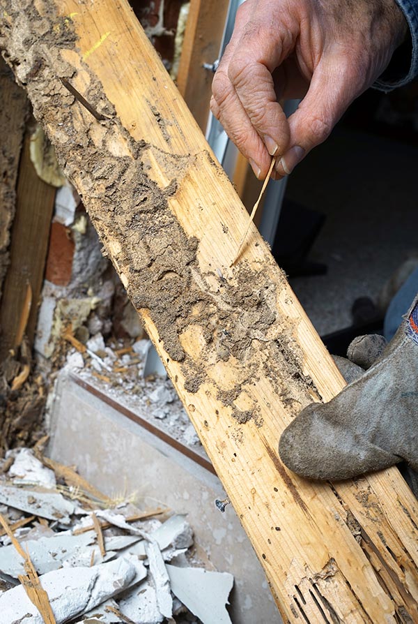 Tools to detect termites in Vancouver