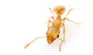 Types of Ants