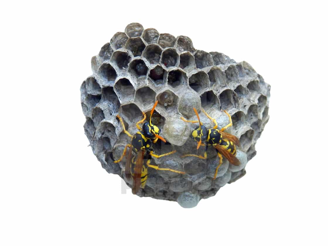What wasps feed on in Vancouer