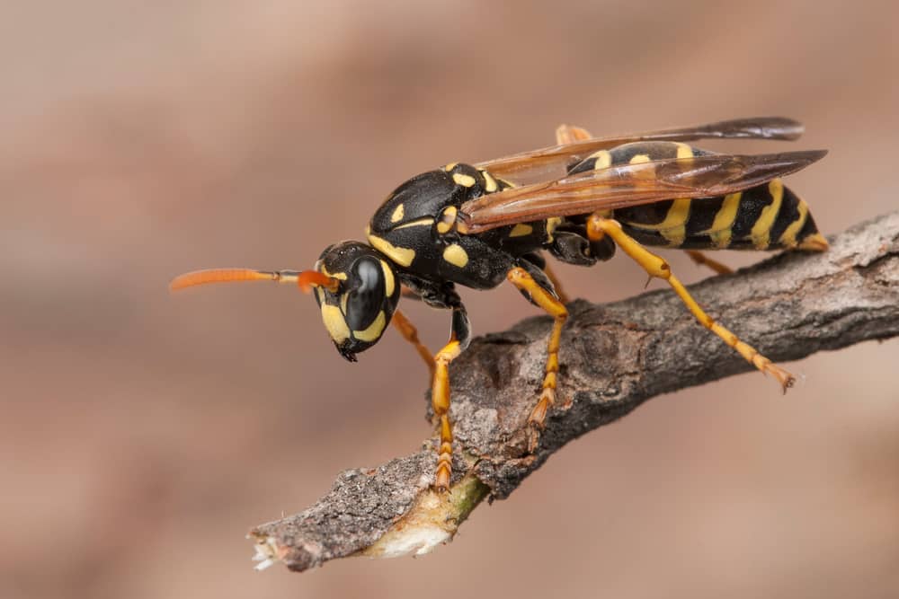 Know The Wasp Food Chain For Proper Removal in Vancouver
