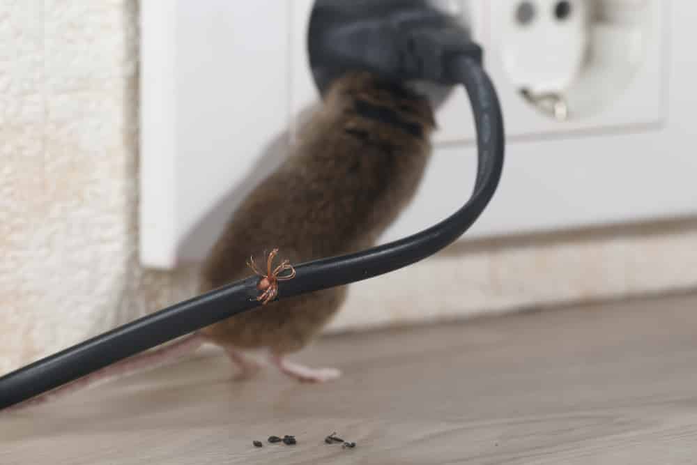 Control Mice