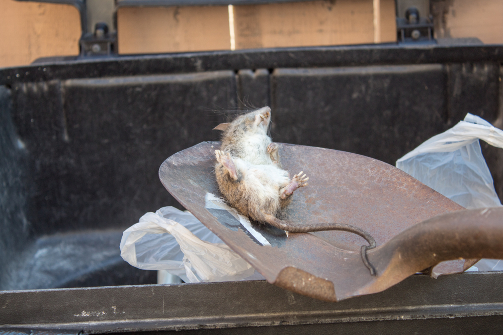 Rat Proof The Roof Of Your House in Vancouver